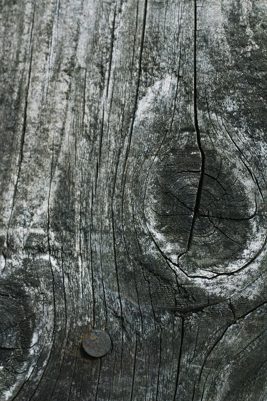 fusta, textura, material de fusta, fons, marc complet, arbre, patró, cap gent, esquerdat, aspre, primer pla, fusta nuada, tronc de l'arbre, tronc, gra de fusta, tauler, resistent, patró natural, dia, vell, escorça, a l'aire lliure, resum, anell d’arbre, post de fusta, 5K