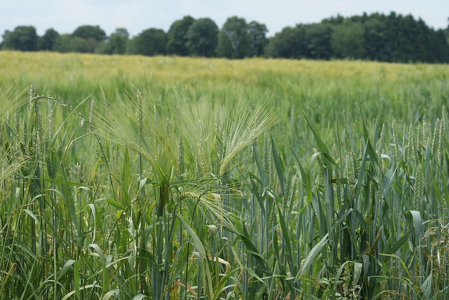 camp, camps, blat, epi, paisatge, naturalesa, rural, verd, estiu, agrícola, agricultura, cultiu, planta, terra, creixement, escena rural, granja, planta de cereals, tranquil·litat, medi ambient, bellesa a la natura, color verd, escenics - natura, escena tranquil·la, dia, cap gent, a l'aire lliure, plantació, 4K