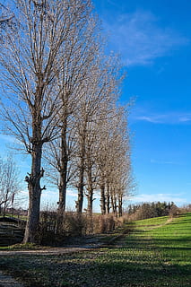 Pappeln, Bäume, Landschaft, Frühling, kahl, Himmel, Feld, Natur, Baum, kahler Baum, Pflanze, ruhige Szene, Ruhe, keine Leute, Tag, Blau, Land, Szenen - Natur, Schönheit in der Natur, Gras, Umgebung, Ast, Nicht-städtische Szene, wolke - himmel, draußen, von Bäumen gesäumt, 5K, CC0, gemeinfrei, lizenzfrei