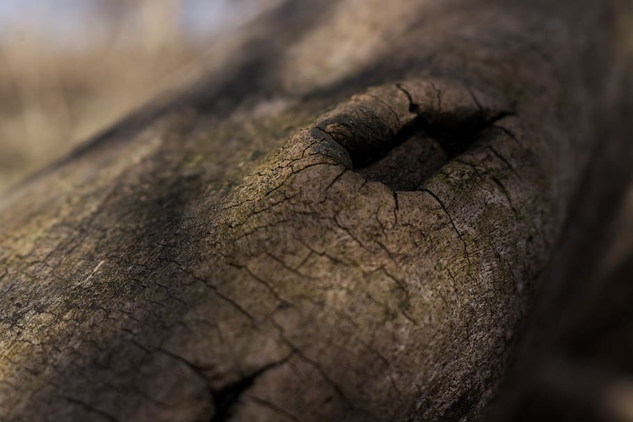 textura, arbre, mà, pell, bokeh, naturalesa, dit, forat, rock, moneda, diners, tar, níquel, urpa, ganxo, fang, mobles, tapa de lent, musell, mapa, primer pla, cap gent, temes d'animals, animal, un animal, enfocament selectiu, dia, part del cos dels animals, centrar-se en primer pla, mamífer, elefant, fauna animal, a l'aire lliure, animals a la natura, ull, part del cos, pell d’animals, patró, herbívors, ull d’animals, 5K