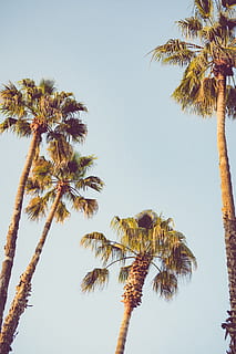 nothing, more, submit, palm tree, tropical climate, tree, sky, plant, growth, tree trunk, trunk, low angle view, clear sky, tall - high, nature, tropical tree, tranquility, no people, beauty in nature, day, coconut palm tree, outdoors, date palm tree, palm leaf, 4K, CC0, public domain, royalty free