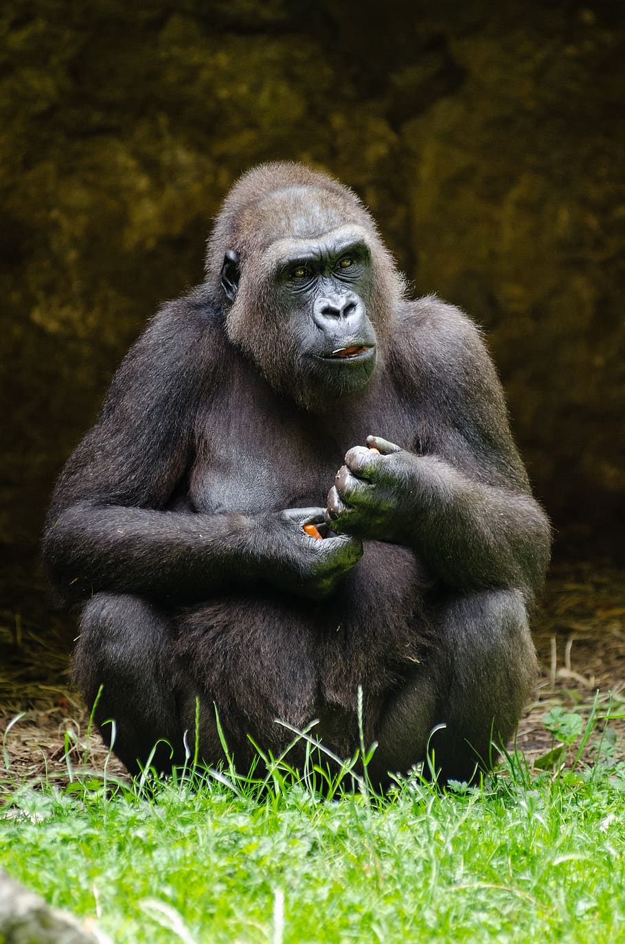 goril·la, assegut, reflexiu, pensar, zoo, animal, primat, mico, habitat, mamífer, naturalesa, potent, pell, jungla, enorme, vida salvatge, bèstia, poder, retrat, mirant, fauna animal, animals a la natura, vertebrats, herba, planta, grup d’animals, terra, gent, animal jove, dia, camp, a l'aire lliure, família d’animals, 2K