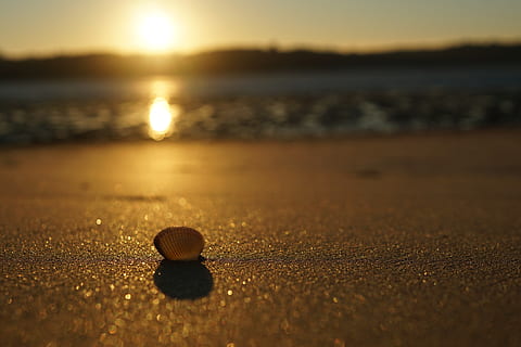 posta de sol, shell, sorra, mar, aigua, platja, terra, naturalesa, enfocament selectiu, llum solar, cap gent, cel, tranquil·litat, bellesa a la natura, primer pla, sol objecte, dia, a l'aire lliure, escena tranquil·la, nivell superficial, còdols, 5K, CC0, domini públic, lliure de regalies