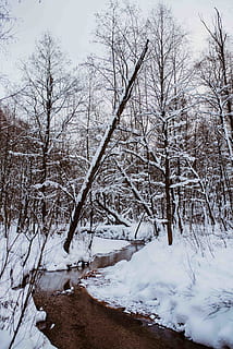 neu, parc, arbre, arbres, riu, fred, hivern, congelat, temporada, descarregar, Rússia, Moscou, chertanovo, aigua, temperatura de fred, arbre nu, tranquil·litat, planta, naturalesa, bellesa a la natura, cap gent, escena tranquil·la, cobertura, terra, Color blanc, escenics - natura, dia, branca, cel, a l'aire lliure, muntanya nevada, 5K, CC0, domini públic, lliure de regalies