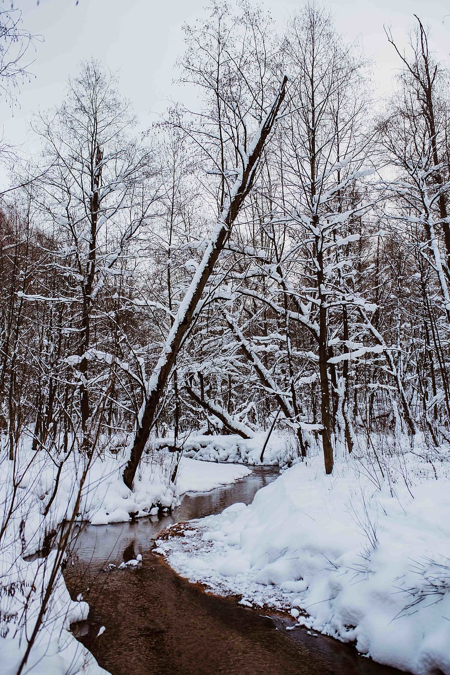 neu, parc, arbre, arbres, riu, fred, hivern, congelat, temporada, descarregar, Rússia, Moscou, chertanovo, aigua, temperatura de fred, arbre nu, tranquil·litat, planta, naturalesa, bellesa a la natura, cap gent, escena tranquil·la, cobertura, terra, Color blanc, escenics - natura, dia, branca, cel, a l'aire lliure, muntanya nevada, 5K