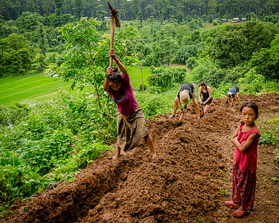cinc, gent, excavació, sòl, humà, persona, a l'aire lliure, naturalesa, planta, vegetació, terra, camp, granja, plantar, treball de treball, arbre, selva tropical, viatjar, nepal, treball cultural, mamífer, bestiar, animals domèstics, nacional, dones, grup d’animals, persones reals, infància, nen, dia, mascotes, vertebrats, 2K, CC0, domini públic, lliure de regalies