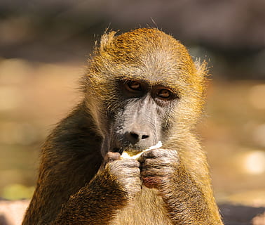 binatang, monyet, babon, sphinx-babon, primata, monyet muda, kelaparan, makanan, makan, tiergarten nürnberg, satu binatang, satwa liar hewan, mamalia, binatang di alam liar, bertulang belakang, merapatkan, potret, bagian tubuh hewan, fokus pada latar depan, tidak ada orang, hari, mencari, kera, melihat kamera, di luar rumah, kontemplasi, 2K, CC0, domain publik, bebas royalti