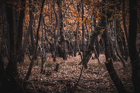 brown leaf trees, plant, tree, tree trunk, ground, vegetation, land, nature, forest, woodland, outdoors, grove, birch, impala, animal, wildlife, antelope, mammal, root, mud, deer, trunk, growth, tranquility, beauty in nature, no people, scenics - nature, sunlight, day, tranquil scene, non-urban scene, environment, remote, 5K, CC0, public domain, royalty free