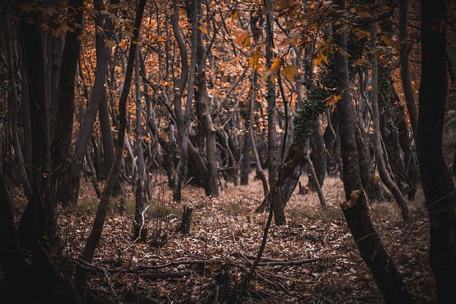 arbres de fulles marrons, planta, arbre, tronc de l'arbre, sòl, vegetació, terra, naturalesa, bosc, a l'aire lliure, arbreda, bedoll, impala, animal, vida salvatge, antílop, mamífer, arrel, fang, cérvol, tronc, creixement, tranquil·litat, bellesa a la natura, cap gent, escenics - natura, llum solar, dia, escena tranquil·la, escena no urbana, medi ambient, remot, 5K