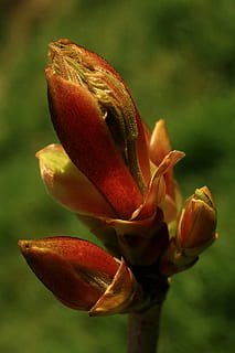 Ahorn, Knospe, Natur, Frühling, Baum, Ast, Blätter, sprießen, Garten, Flora, Pflanze, Wachstum, rot, jung, Holz, Botanik, Wald, draussen, Knospung, Schönheit in der Natur, Nahansicht, Blume, Frische, Fokus auf den Vordergrund, blühende Pflanze, Zerbrechlichkeit, Verletzlichkeit, keine Leute, Blütenblatt, grüne Farbe, Blütenkopf, Tag, Anfänge, Blütenstand, draußen, 4K, CC0, gemeinfrei, lizenzfrei