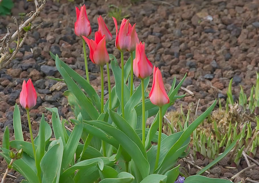 mini tulipes, vermell, primavera, flor, florir, primer pla, creixement, planta amb flors, bellesa a la natura, planta, pètal, frescor, naturalesa, vulnerabilitat, fragilitat, cap gent, cap de flor, part de la planta, inflorescència, full, dia, terra, color rosa, color verd, a l'aire lliure, 2K