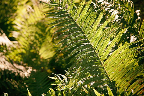 samambaia, fundo, clima, denso, destino, meio Ambiente, exploração, explorar, explorando, flora, folhagem, trilha, floresta, paisagem florestal, fresco, verde, caminhar, caminhada, horizontal, fundo da selva, panorama, exuberante, musgo, montanha, natural, natureza, Novo, ninguém, norte, exterior, lado de fora, caminho, plantas, chuva, floresta tropical, cenário, cênico, turismo, rastrear, vagar, viagem, árvore, tropical, trópicos, vegetação, agua, plantar, cor verde, folha, parte da planta, crescimento, beleza na natureza, fechar-se, dia, focar em primeiro plano, luz solar, quadro completo, ao ar livre, origens, foco seletivo, tranquilidade, padrão natural, sai, árvore conífera, 4K, CC0, domínio público, royalty free