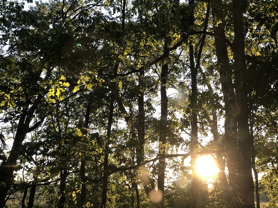 Licht, Fackel, Sonnenlicht, Baum, Pflanze, Abenteuer, Freizeitaktivitäten, Baumstamm, Unterhemd, Kleidung, bekleidung, Redwood, Campus, Vegetation, Helm, Schutzhelm, blühen, Blume, Lupine, Mode, Wald, Natur, Schönheit in der Natur, Ruhe, Land, Flachwinkelansicht, Himmel, Wachstum, Tag, keine Leute, draußen, Kofferraum, Sonne, Nicht-städtische Szene, Ast, ruhige Szene, Linseneffekt, Streaming, Baumkrone, Sonneneruption, 4K