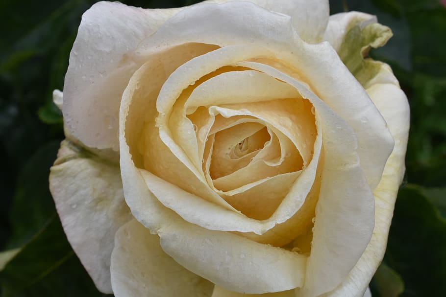 Rose, groß, Regen, Tropfen, Wasser, Makro, Natur, nass, Farbe, bunt, Blume, blühende Pflanze, Schönheit in der Natur, Verletzlichkeit, Zerbrechlichkeit, Pflanze, Blütenblatt, Frische, Blütenstand, Blütenkopf, Nahansicht, Wachstum, Tag, keine Leute, Fokus auf den Vordergrund, draußen, Weichheit, Tau, Reinheit, 5K