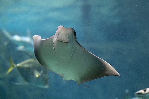 stingray under vandet, fisk, dyr, hav liv, djævlerokke, haj, transportmidler, bil, køretøj, automobil, pilrokke, rock skønhed, akvarium, vand, fritids aktiviteter, eventyr, glide, musling, hvirvelløse, muslingeskal, surgeonfish, dyre temaer, dyr i naturen, hvirveldyr, hav, undervands-, dyreliv, svømning, et dyr, undersøiske, marine, ingen mennesker, natur, tank, 5K, CC0, offentligt domæne, royaltyfrie