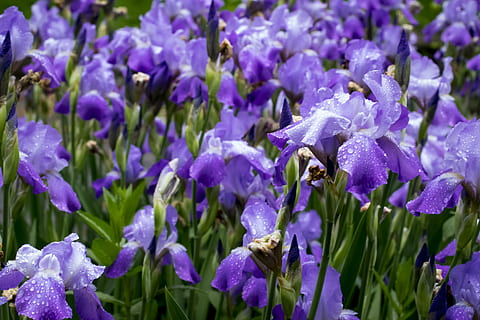 iris, pioggia, erba, primavera, doccia, potrebbe, fiori, fiore, piovoso, viola, colorato, natura, flora, gocce di pioggia, dettagli, pianta fiorita, pianta, vulnerabilità, bellezza nella natura, fragilità, crescita, freschezza, petalo, avvicinamento, testa di fiore, fauna selvatica, invertebrato, infiorescenza, un animale, animali allo stato selvatico, temi animali, animale, lavanda, nessuno, impollinazione, 5K, CC0, dominio pubblico, privo di copyright