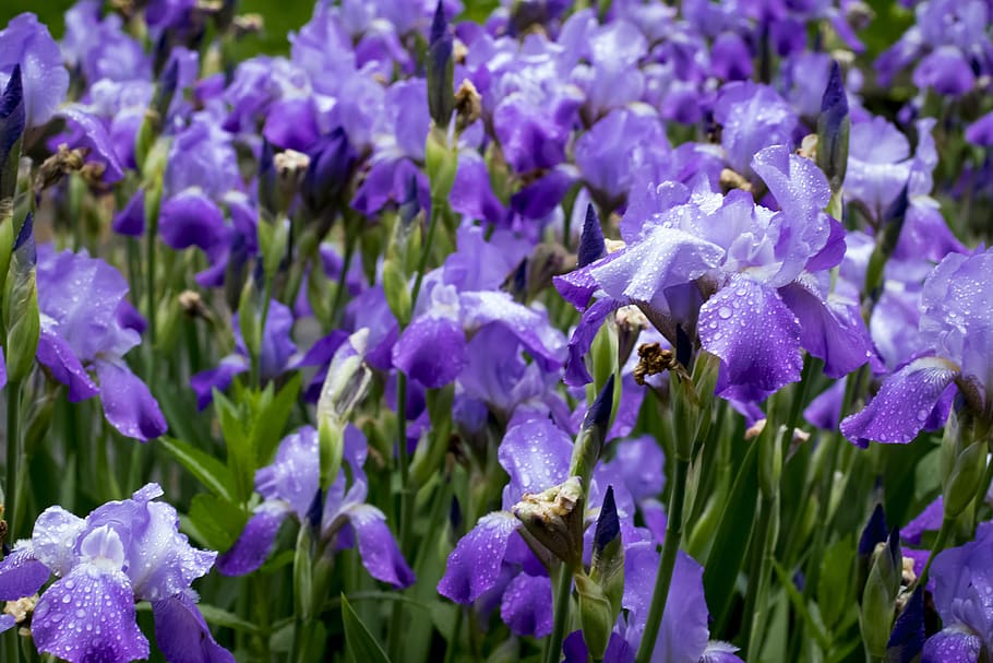 iris, pioggia, erba, primavera, doccia, potrebbe, fiori, fiore, piovoso, viola, colorato, natura, flora, gocce di pioggia, dettagli, pianta fiorita, pianta, vulnerabilità, bellezza nella natura, fragilità, crescita, freschezza, petalo, avvicinamento, testa di fiore, fauna selvatica, invertebrato, infiorescenza, un animale, animali allo stato selvatico, temi animali, animale, lavanda, nessuno, impollinazione, 5K