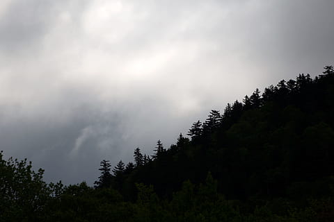 black, clouds, forest, gray, mountains, sky, trees, tree, plant, beauty in nature, cloud - sky, scenics - nature, growth, tranquility, nature, no people, tranquil scene, non-urban scene, land, day, low angle view, environment, woodland, outdoors, coniferous tree, pine woodland, power in nature, 5K, CC0, public domain, royalty free