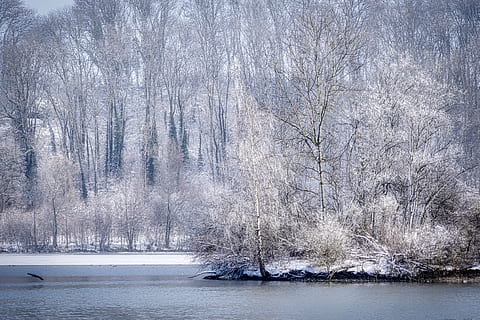 copac, iarnă, zăpadă, peisaj, natură, rece, de iarnă, acoperit cu zăpadă, pădure, îngheţ, vis de iarnă, lac, insulă, plantă, temperatura rece, frumusețe în natură, scenice - natura, apă, liniște, teren, nici o persoana, o scenă liniștită, malul mării, scenă non-urbană, zi, arbore gol, în aer liber, ninsorile, 4K, CC0, domeniu public, fără drepturi de autor