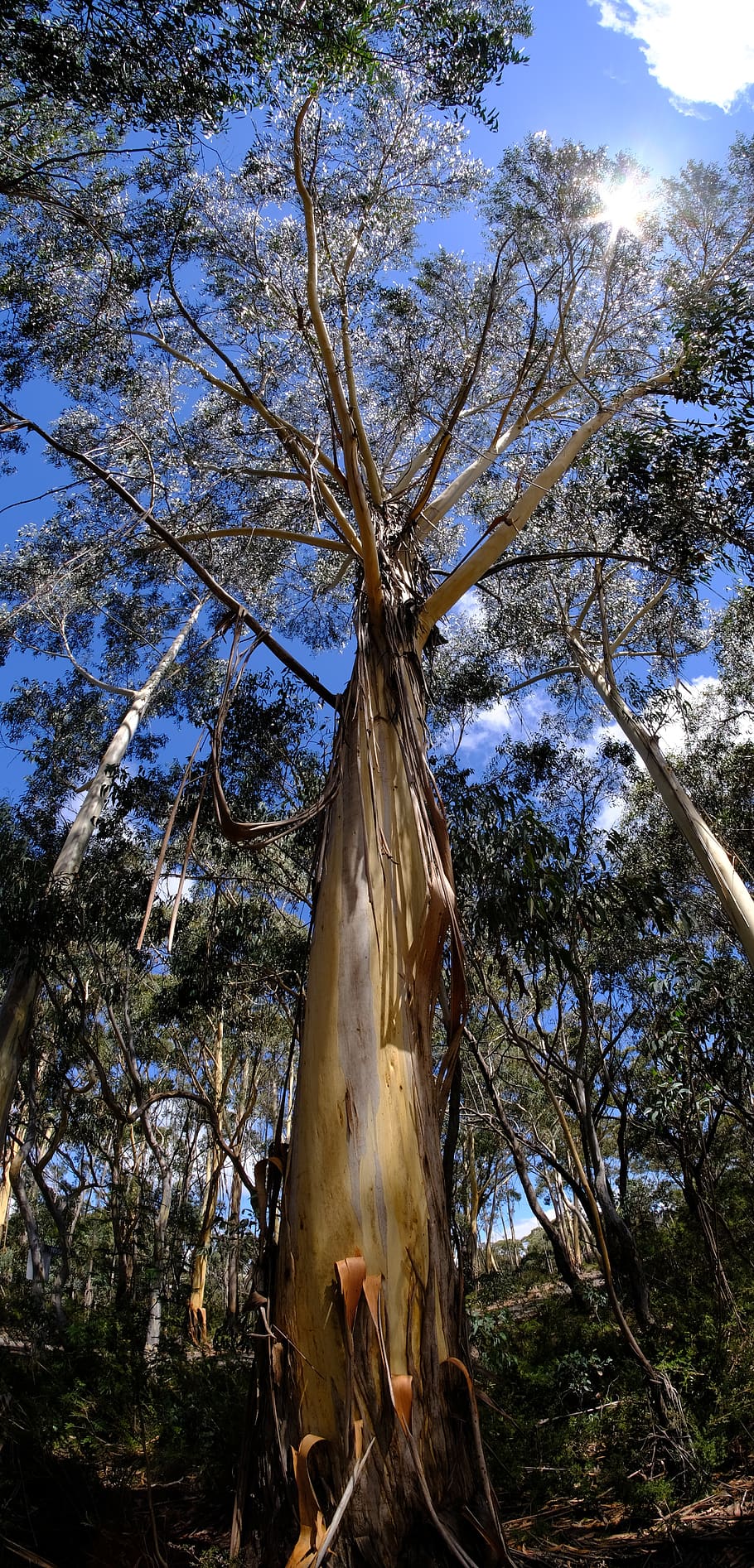 arbre, eucaliptus, blaugummibaum, tribu, registre, escorça, pela, Pelar, planta, vista d’angle baix, naturalesa, cap gent, terra, dia, cel, tronc de l'arbre, llum solar, bellesa a la natura, tronc, creixement, tranquil·litat, a l'aire lliure, bosc, branca, menjar, primer pla, 5K