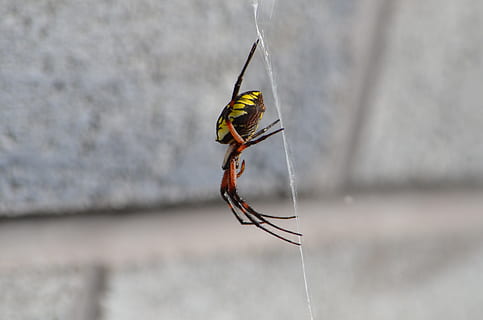 aranya, error, web, insecte, naturalesa, aràcnids, horripilant, verinós, cames, perillós, a l'aire lliure, por, fòbia, exòtic, jardí, invertebrat, temes d'animals, un animal, fauna animal, animals a la natura, animal, centrar-se en primer pla, dia, primer pla, cap gent, artròpode, enfocament selectiu, funció de construcció de parets, ala dels animals, part del cos dels animals, longitud completa, zoologia, 2K, CC0, domini públic, lliure de regalies