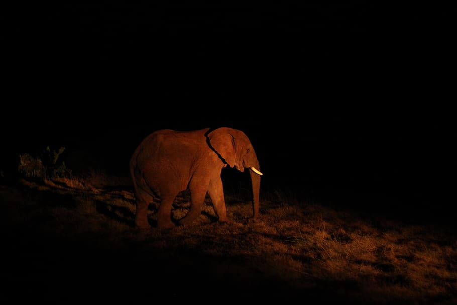 Elefant, Nacht-, Tierthemen, Tier, Säugetier, Tierwelt, ein Tier, Tiere in freier Wildbahn, keine Leute, Natur, Wirbeltier, in voller Länge, kopieren sie platz, Haustiere, Stehen, Land, Porträt, draußen, schwarzer Hintergrund, dunkel, pflanzenfressend, Afrikanischer Elefant, 2K