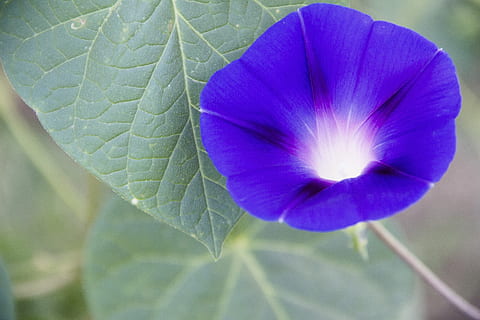 blomst, makro, ark, natur, blå, vår, flora, petal, kjærlighet, om sommeren, sommer, blomstrende plante, anlegg, nærbilde, blad, friskhet, plante del, skjønnhet i naturen, vekst, skjørhet, sårbarhet, inflorescence, blomsterhodet, lilla, ingen folk, dag, utendørs, 5K, CC0, offentlig domene, opphavsrett gratis