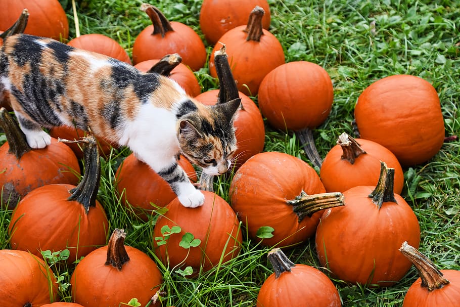 autunno, zucche, gatto, azienda agricola, cibo, zucca, cibo e bevande, colore arancione, celebrazione, verdura, nessuno, temi animali, natura, animali domestici, erba, animale, Halloween, giorno, domestico, pianta, gatto domestico, campo, all'aperto, jack o 'lantern, 5K