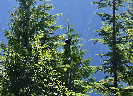 alberi di pino, pianta, albero, abies, abete, animale, uccello, conifera, ingresso della principessa Luisa, vegetazione, sopportare un albero, orsetto, orso, pino, merlo, Agelaius, verde, all'aperto, cespuglio, larice, abete rosso, crescita, cielo, natura, foglia, nessuno, bellezza nella natura, emozione positiva, clima tropicale, colore verde, parte vegetale, la libertà, le foglie, cielo sereno, Inquadratura dal basso, ambiente, giorno, la tranquillità, alto, primavera, 2K, CC0, dominio pubblico, privo di copyright