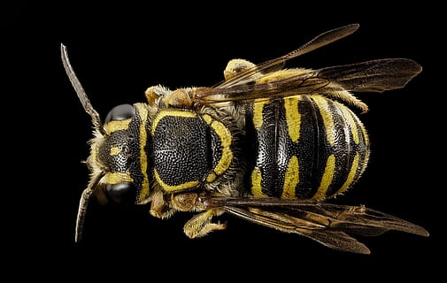 tæt, tæt på, bi, insekt, dyr, vild, natur, flyve, hvirvelløse, et dyr, studio skud, sort baggrund, dyre temaer, dyreliv, dyr i naturen, dyr kropsdel, dyrefløj, ekstrem nærbillede, leddyr, dyr øje, ingen mennesker, makro, gul, zoologi, dyr ben, forstørrelse, dyr hoved, bestøvning, 1080P, CC0, offentligt domæne, royaltyfrie