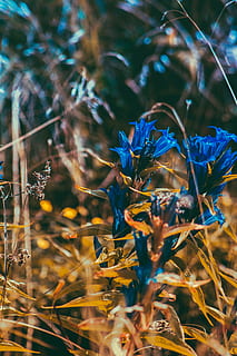 flowe, hegy, nyári, növény, növekedés, szépség a természetben, virág, virágzó növény, szelektív összpontosít, természet, közelkép, törékenység, nem ember, sebezhetőség, mező, föld, frissesség, nap, virágszirom, összpontosít az előtérre, nyugalom, szabadban, növényi szár, virágfej, 4K, CC0, közkincs, jogdíjmentes