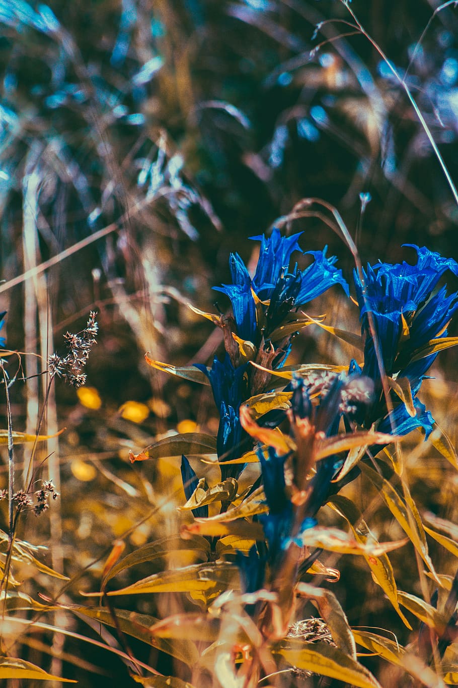 flowe, hora, letní, rostlina, růst, krása v přírodě, květ, kvetoucí rostlina, selektivní zaměření, Příroda, detail, křehkost, nikdo, zranitelnost, pole, přistát, svěžest, den, okvětní lístek, zaměřit se na popředí, klid, venku, stonek rostliny, květu hlavy, 4K