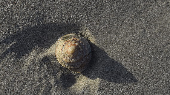shell, skjell, Strand, sand, høy vinkel visning, sollys, ett dyr, land, natur, dyr, dyre temaer, dyreliv, ingen folk, dag, nærbilde, dyr i naturen, skygge, strukturert, utendørs, rett over, virveldyr, 4K, CC0, offentlig domene, opphavsrett gratis