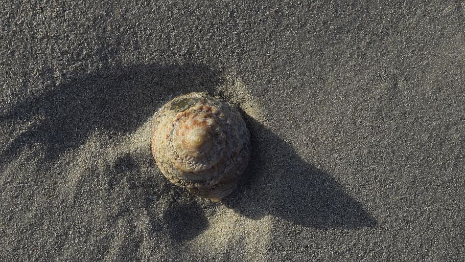 shell, skjell, Strand, sand, høy vinkel visning, sollys, ett dyr, land, natur, dyr, dyre temaer, dyreliv, ingen folk, dag, nærbilde, dyr i naturen, skygge, strukturert, utendørs, rett over, virveldyr, 4K