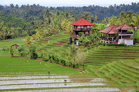 bali, paysage, agriculture, plante, architecture, arbre, structure construite, terre, couleur verte, ferme, champ, scène rurale, extérieur du bâtiment, environnement, paysages - nature, la nature, rizière, riz - plante céréalière, croissance, surgir, bâtiment, personne, en plein air, plantation, 5K, CC0, domaine public, libre de droits