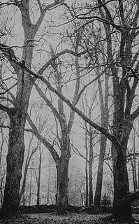 leafless trees, daytime, plant, tree, tree trunk, nature, outdoors, grey, snow, land, weather, vegetation, winter, ice, fog, forest, woodland, storm, frost, silhouette, blizzard, willow, bare tree, trunk, no people, branch, tranquility, day, sky, beauty in nature, tranquil scene, landscape, scenics - nature, growth, environment, 5K, CC0, public domain, royalty free