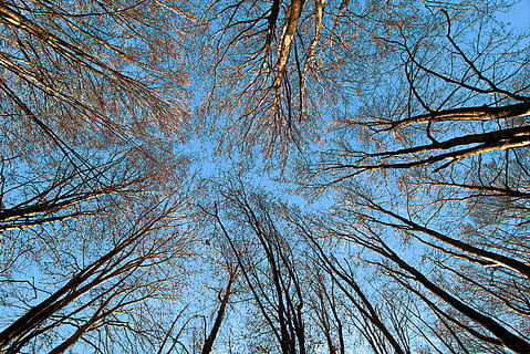 árbol sin hojas, planta, árbol, tronco de arbol, hoja, abedul, ligero, llamarada, arce, sauce, roble, luz del sol, abies, abeto, tierra, al aire libre, bosque, naturaleza, vegetación, arboleda, rama, tranquilidad, árbol desnudo, belleza en la naturaleza, cielo, vista de ángulo bajo, nadie, el maletero, crecimiento, paisajes - naturaleza, copas de los árboles, día, directamente debajo, 5K, CC0, dominio público, libre de derechos