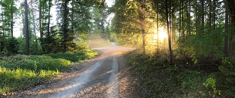 nature, forest, spring, tree, plant, land, beauty in nature, tranquility, direction, road, sunlight, tranquil scene, non-urban scene, scenics - nature, the way forward, growth, no people, transportation, sunbeam, green color, landscape, diminishing perspective, outdoors, woodland, streaming, 2K, CC0, public domain, royalty free