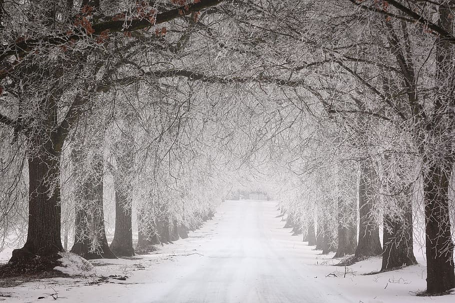 hivern, neu, arbre, fred, gelades, temps, carretera, avinguda, lluny, planta, temperatura de fred, direcció, el camí a seguir, arbre nu, cap gent, naturalesa, bellesa a la natura, branca, perspectiva decreixent, dia, cobertura, tranquil·litat, treelined, tronc, tronc de l'arbre, a l'aire lliure, copa de l'arbre, 4K