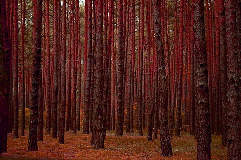 alberi forestali, pianta, albero, sequoia, natura, tronco d'albero, foresta, tappeto, perso, struttura, pini, vegetazione, bosco, boschetto, terra, all'aperto, legna, fiorire, fiore, alberi, betulla, nessuno, autunno, bellezza nella natura, rosso, la tranquillità, giorno, tronco, Marrone, crescita, legno - materiale, sfondi, scenics - natura, Pino, 4K, CC0, dominio pubblico, privo di copyright