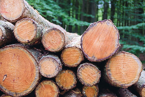 pila, fusta, bosc, resum, fons, marró, cercle, tallar, medi ambient, llenya, silvicultura, indústria, registre, registres, material, materials, natural, naturalesa, a l'aire lliure, patró, pi, crua, aspre, rural, serradora, apilats, textura, arbre, tronc, pila de fusta, indústria de la fusta, desforestació, material de fusta, qüestions ambientals, gran grup d'objectes, combustibles fòssils, generació de combustible i energia, abundància, Munt, dia, primer pla, cap gent, anell d’arbre, 4K, CC0, domini públic, lliure de regalies