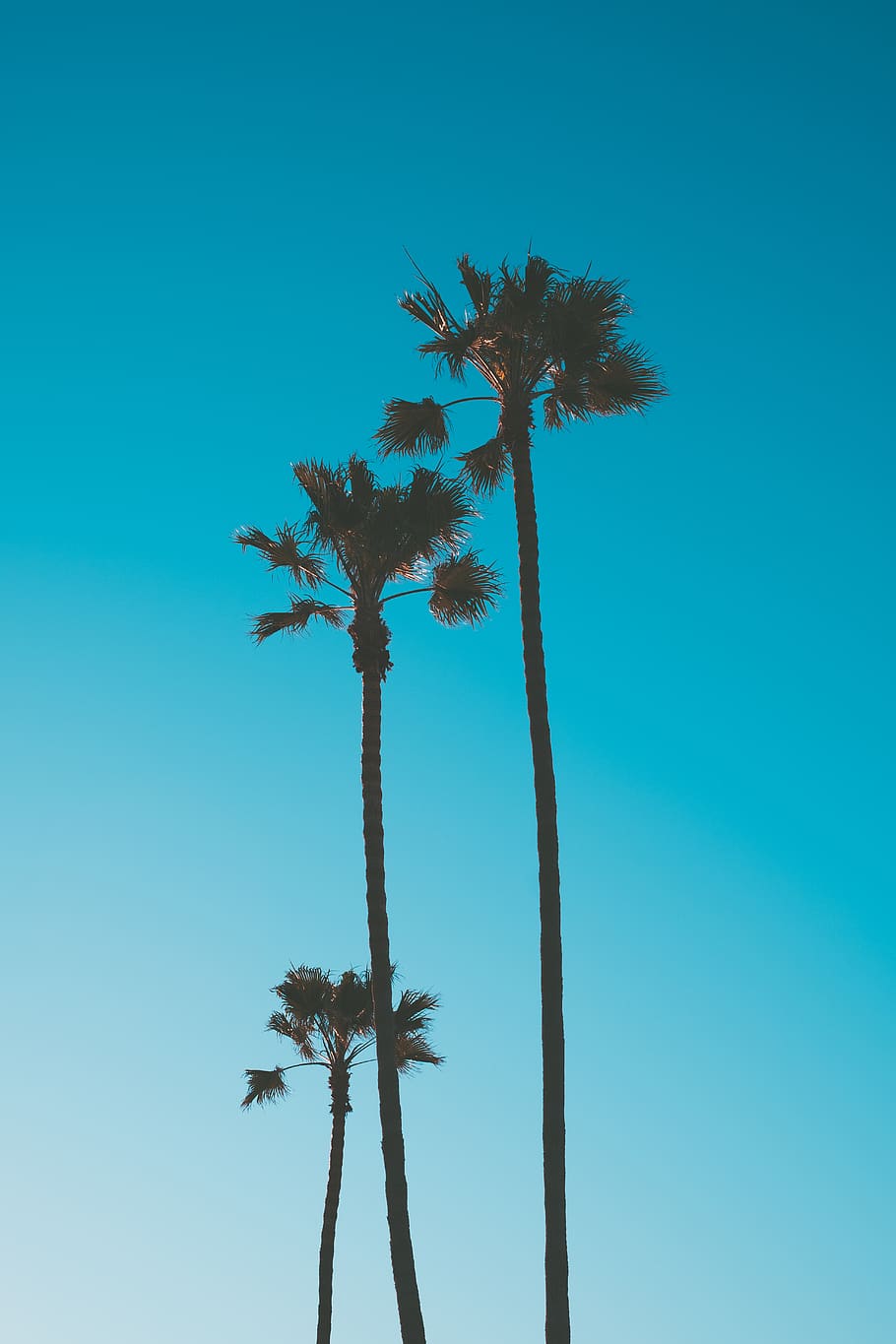 drei Palmen, Himmel, Pflanze, Flachwinkelansicht, Blau, Palme, Wachstum, tropisches Klima, klarer Himmel, Baum, Schönheit in der Natur, Baumstamm, Ruhe, keine Leute, Natur, Kofferraum, Tag, große Höhe, kopieren sie platz, Szenen - Natur, ruhige Szene, draußen, tropischer Baum, Kokospalme, Blauer Hintergrund, Palmblatt, 5K