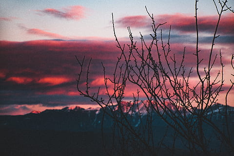 gray tree, nature, outdoors, sunset, red sky, sky, dawn, dusk, sunlight, sunrise, animal, bird, flare, light, weather, silhouette, cloud, mountain, mountain range, ice, scenery, cloud - sky, tranquility, beauty in nature, scenics - nature, tranquil scene, no people, bare tree, plant, non-urban scene, environment, orange color, tree, land, idyllic, 5K, CC0, public domain, royalty free