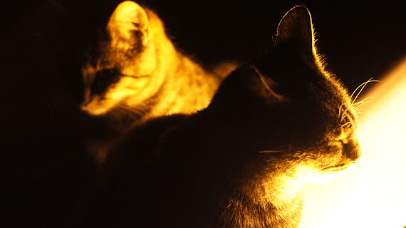 kat, katte, lys, pattedyr, dyre temaer, et dyr, dyr, kæledyr, husdyr, indenlandske, ingen mennesker, varme - temperatur, sort baggrund, brænding, feline, ild, indendørs, tæt på, flamme, nat, brand - naturligt fænomen, dyr kropsdel, dyr hoved, 4K, CC0, offentligt domæne, royaltyfrie