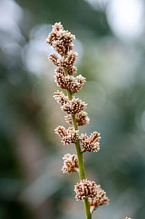 brunt græs, plante, græs, græsplæne, Amaranthaceae, pollen, lyon, blad, blomstre, blomst, grøn, natur, tapet, planter, blade, Skov, Botanique, have, jardín, botanisk, folk, vækst, skrøbelighed, sårbarhed, blomstrende plante, skønhed i naturen, friskhed, tæt på, dag, fokus på forgrunden, ingen mennesker, selektiv fokusering, ro, udendørs, blomsterhoved, blomsterstand, botanik, plantestamme, 4K, CC0, offentligt domæne, royaltyfrie
