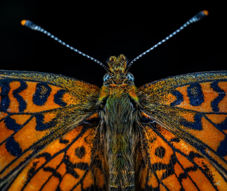 macro, insecte, papallona, lepidòpters, bespozvonochnoe, la marca de metall, ulls, antenes, patró, fauna animal, temes d'animals, un animal, animal, invertebrat, animals a la natura, primer pla, part del cos dels animals, ala dels animals, antena animal, patró natural, cap gent, ull, ull d’animals, nit, papallona - insecte, naturalesa, marques d’animals, primer pla extrem, cap d’animals, 4K