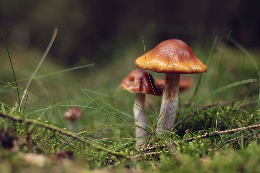Dinamarca, billund, bolets, fong, vegetals, menjar, planta, creixement, enfocament selectiu, primer pla, terra, naturalesa, cap gent, herba, menjar i beguda, dia, toadstool, camp, bolet agàric de mosca, frescor, bellesa a la natura, fragilitat, a l'aire lliure, nivell superficial, verinós, 4K