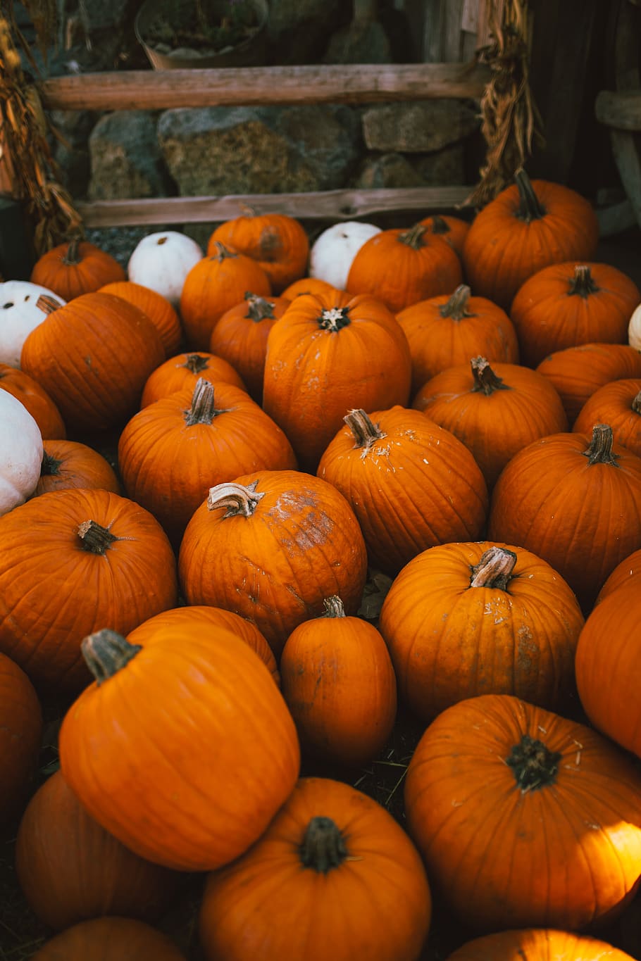 zucche arancioni, zucca, colore arancione, cibo, cibo e bevande, mangiare sano, grande gruppo di oggetti, benessere, verdura, in vendita, freschezza, mercato, nessuno, abbondanza, bancarella, giorno, Al dettaglio, natura morta, scelta, cibo crudo, avvicinamento, all'aperto, saldi, esposizione al dettaglio, consumismo, maturo, 5K
