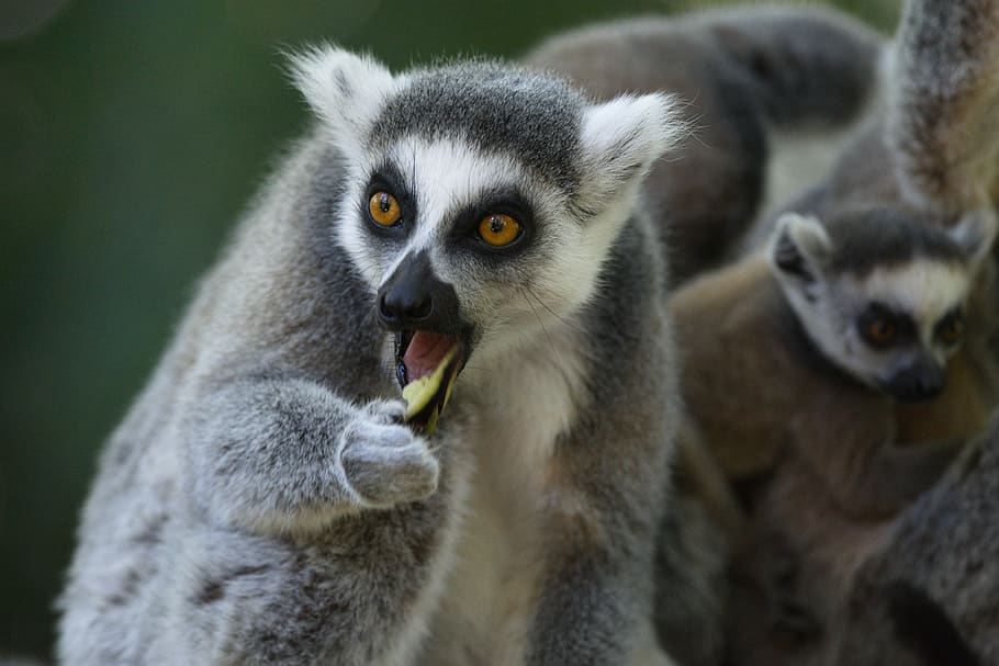 lemurs, apenheul, mico, fauna animal, mamífer, lemur, grup d’animals, animals a la natura, primat, cap gent, dos animals, primer pla, centrar-se en primer pla, vertebrats, menjar, naturalesa, dia, retrat, a l'aire lliure, part del cos dels animals, zoo, cura, família d’animals, 5K