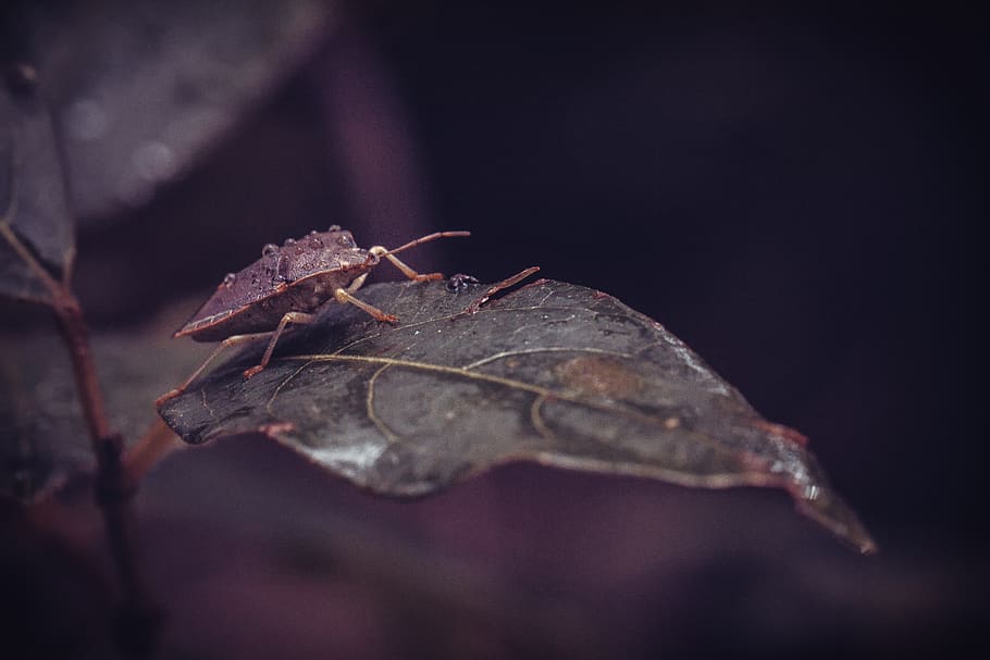 error, insecte, naturalesa, escarabat, plantes, entomologia, verd, fulles, jardí, criatura, insectoide, full, part de la planta, primer pla, cap gent, sec, animal, planta, temes d'animals, centrar-se en primer pla, fragilitat, vulnerabilitat, a l'aire lliure, enfocament selectiu, tardor, un animal, fauna animal, invertebrat, canvi, 5K